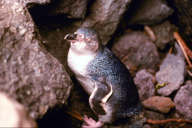 Stray pinguin
