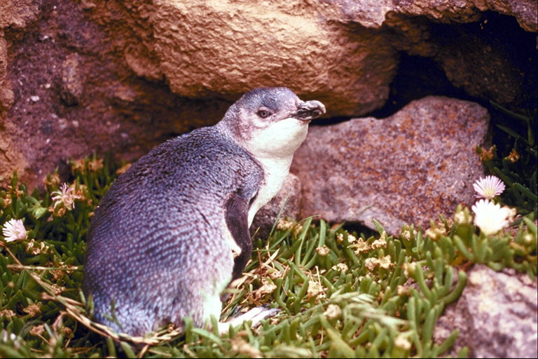 Penguin chick - là người đầu tiên phiêu lưu