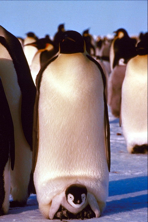 Penguin - a mom tisħon