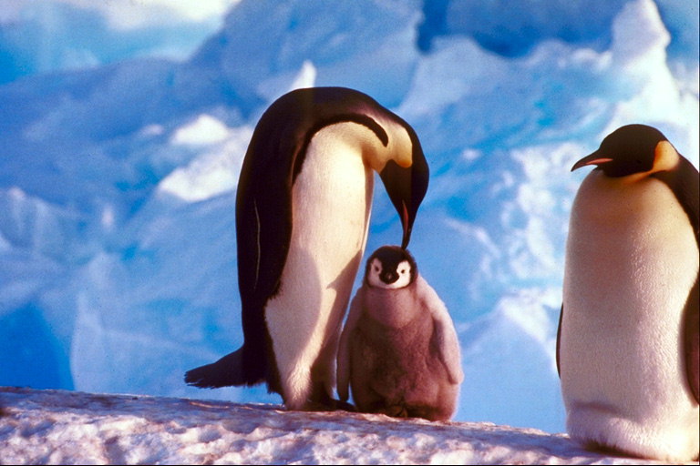 La família de pingüins de vacances