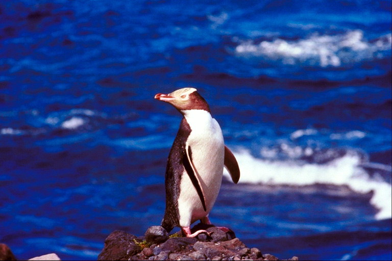 Penguin на фона на морето, лъчи на залеза
