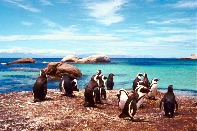 Tatile Penguins, güzel bir gökyüzü, güzel deniz