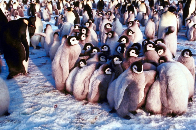 Пингвины - вместе теплее