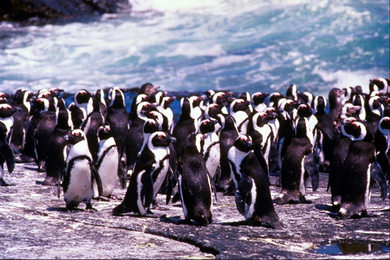 Pinguine - Mittagessen