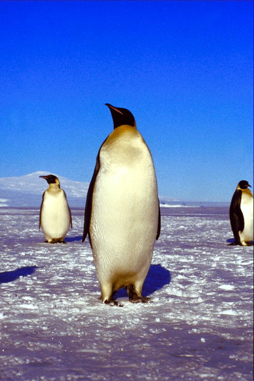Pinguins - de oudere generatie