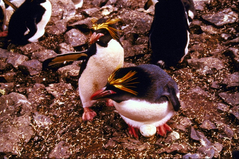 Pingviinit - inkubointi munat