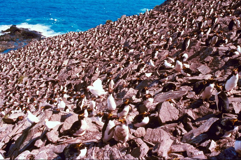 Penguins, dagat, rocks