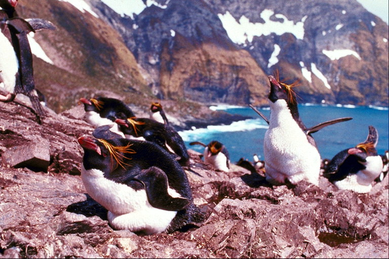 Penguins på stenar, berg, sjö-bay