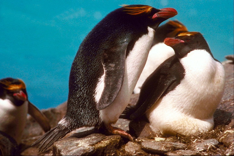 Пингвины-семейная идиллия