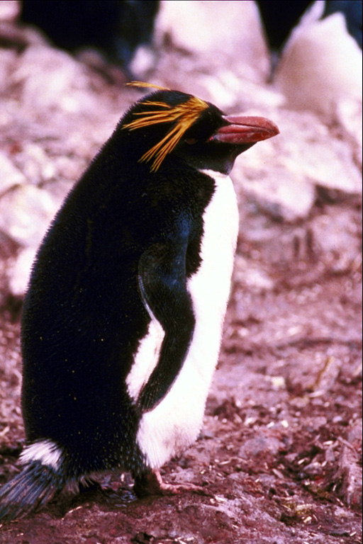 पेंगुइन - गर्व अकेलापन
