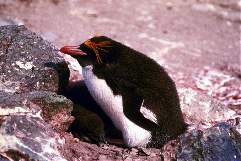 Penguin място