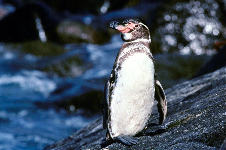 Penguin-přítel nálezce