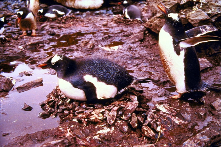 Penguins - Panahon na upang magpahinga