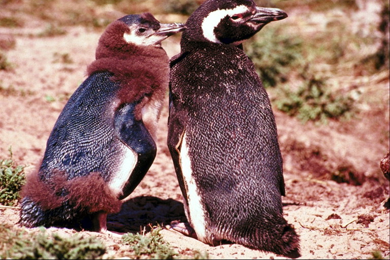 Пінгвіни, тато і син