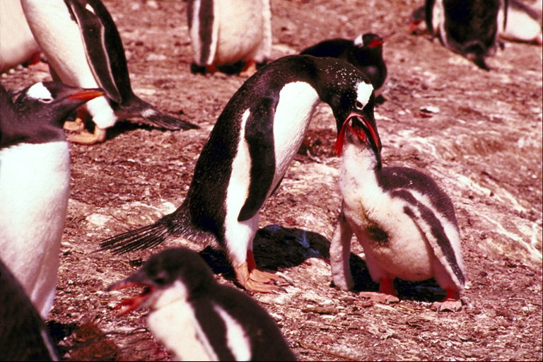 Penguins - kŕmenie