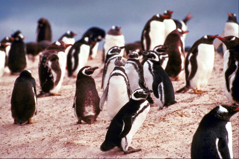 Pinguini in vacanza