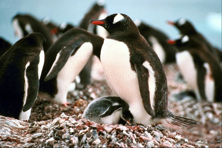 Penguin Chicks ile - dinlenme zamanı