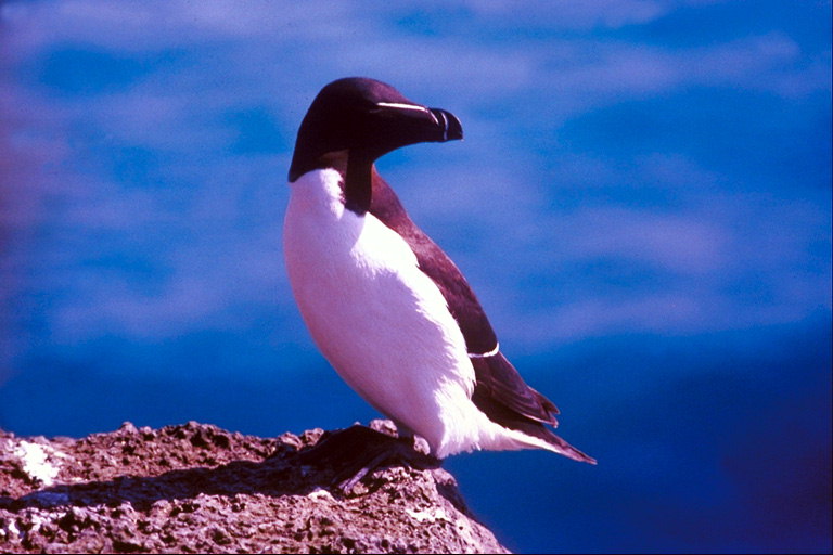 पेंगुइन-एक एक चट्टान पर