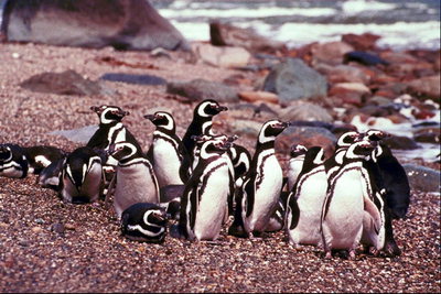 The group of penguins on vacation