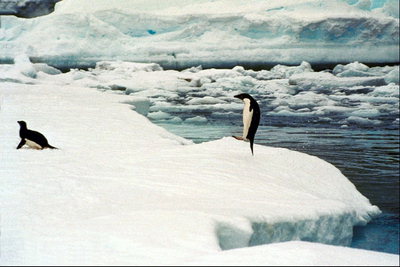 Penguin saltando fuera del agua