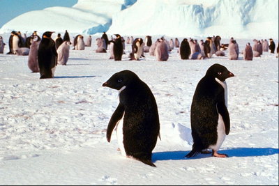 Pinguine in der COPE
