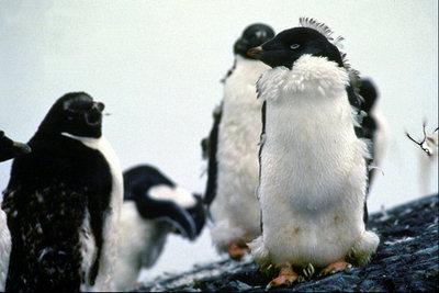 Glamorous pinguin