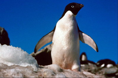Penguin pod rannom slnku