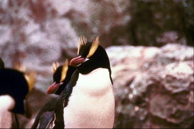 King pingvinek