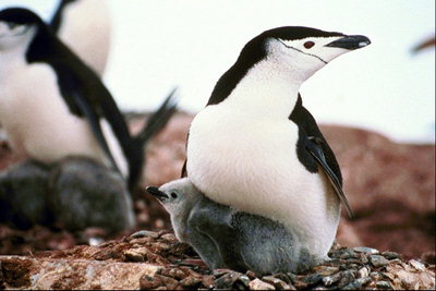Penguins avec bébé