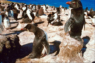 Пингвины на берегу моря