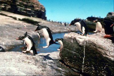 प्रतियोगिता पेंगुइन