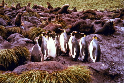 Pinguins op de bijeenkomst