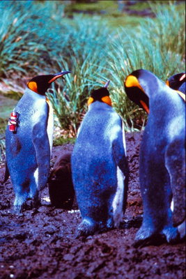 Pingüinos importante conversación