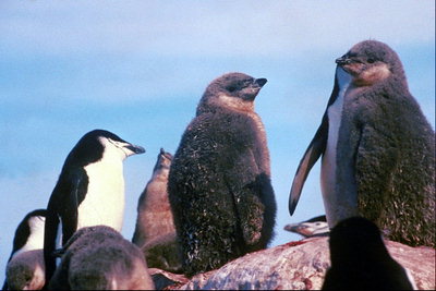 Pingüins-grandes e pequenos