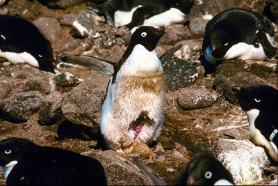 Pingviner, de første resultater