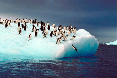 Penguins hidhen nga floes akull në oqean