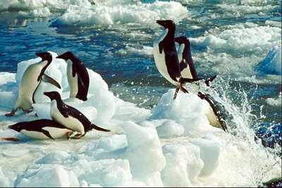 Penguins kembali dari berburu