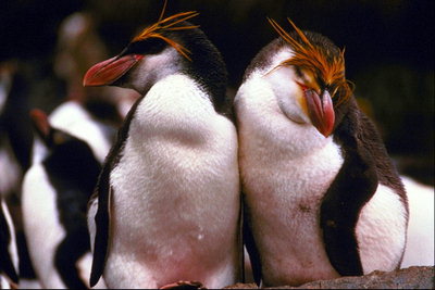 Пінгвіни, конкурс краси