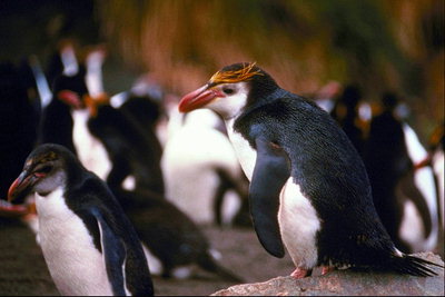 Pinguin, een van haar