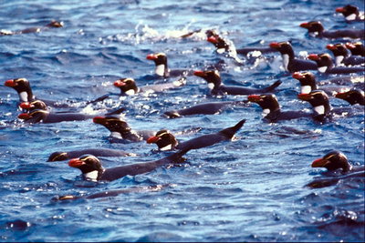 Penguins float on the sea