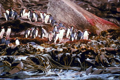 פינגווינים - כדי לדון בבעיות