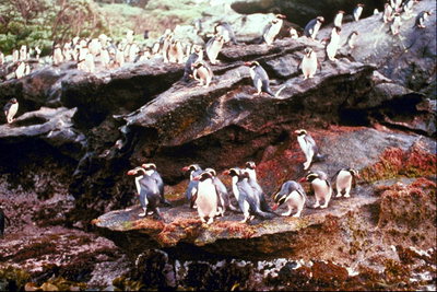 פינגווינים - מקום תחת השמש