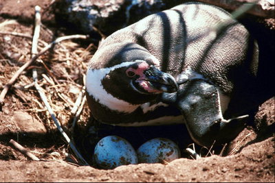 Pinguin-Inkubation von Eiern