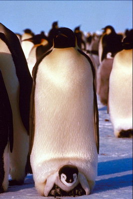 Penguin - një mom ngrohta