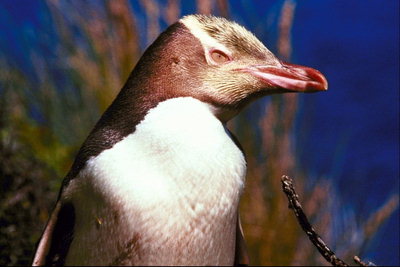 पेंगुइन - overpowering सुंदरता