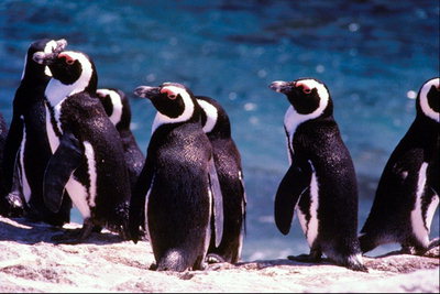 Penguins in the sun