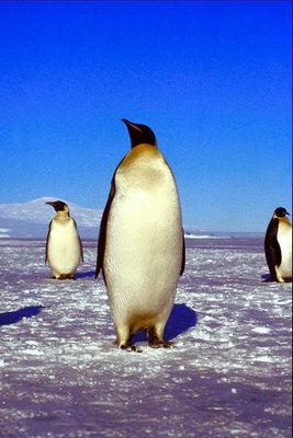 Penguins - den ældre generation