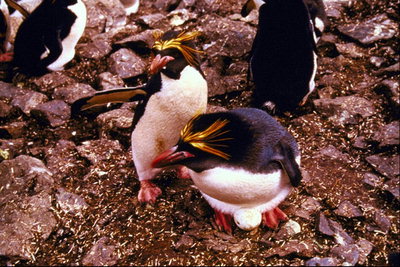Penguins - penetasan telur