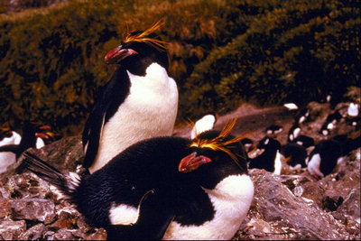 Penguins-laging magkasama