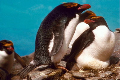 Pingwiny-idyllicznymi rodziny